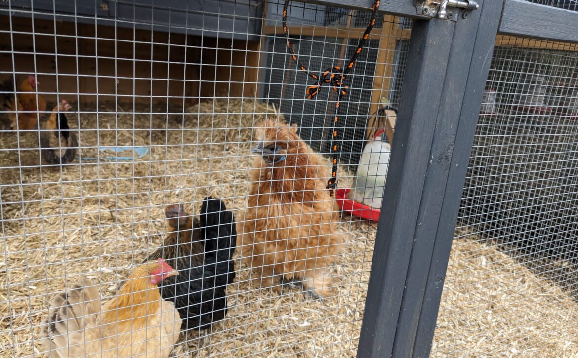 five chickens in a chicken coup