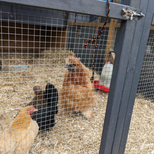 IMG-20240221-WA0003 five chickens in a chicken coup
