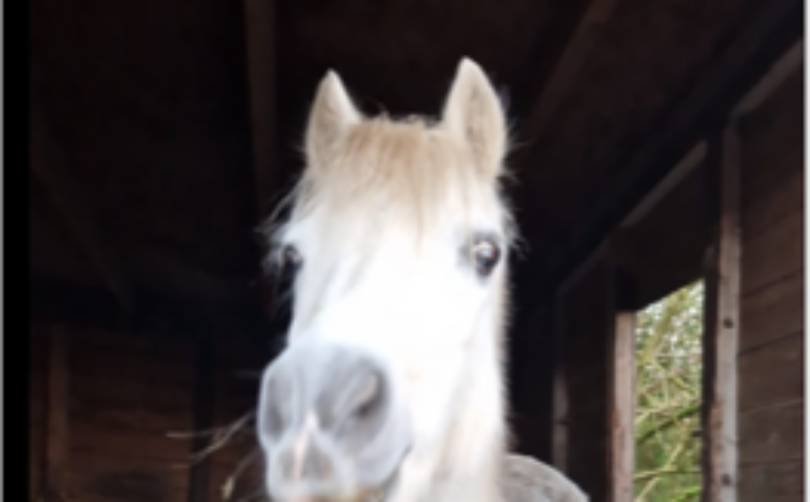 white horse looking over the stable door