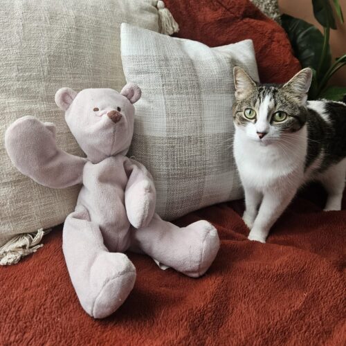 Ciaras cat and teddy A pink teddy bear waving at the camera, sat on a sofa next to a tabby and white kitten.